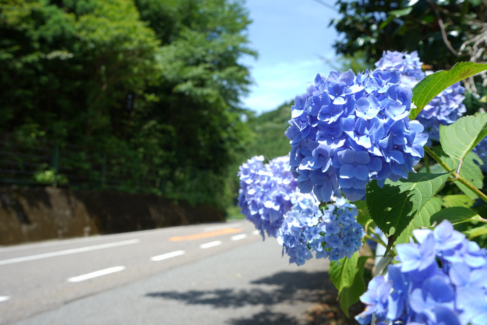 板取あじさいロードへ行こう!紫陽花と楽しむ初夏のドライブ旅