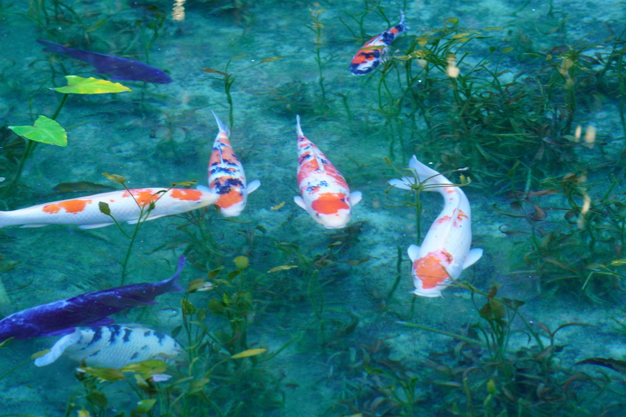 名もなき池(通称:モネの池)