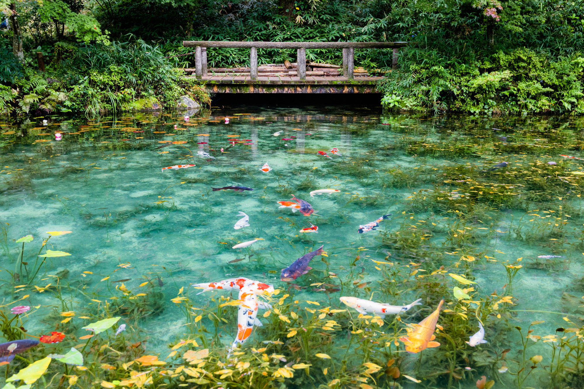 まるで絵画の世界!「名もなき池(通称:モネの池)」