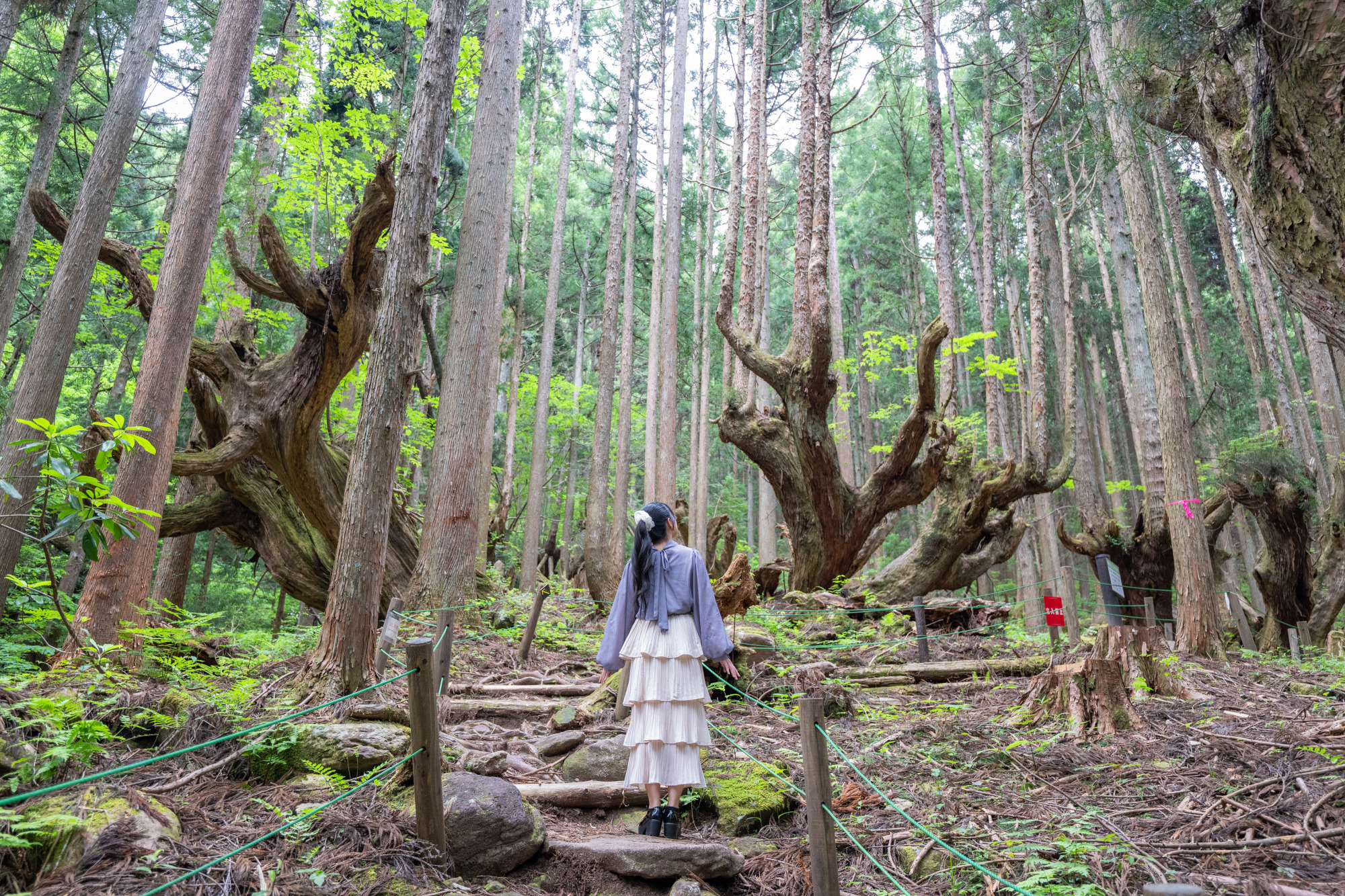 大地のエネルギーを感じる神秘の「株杉の森」