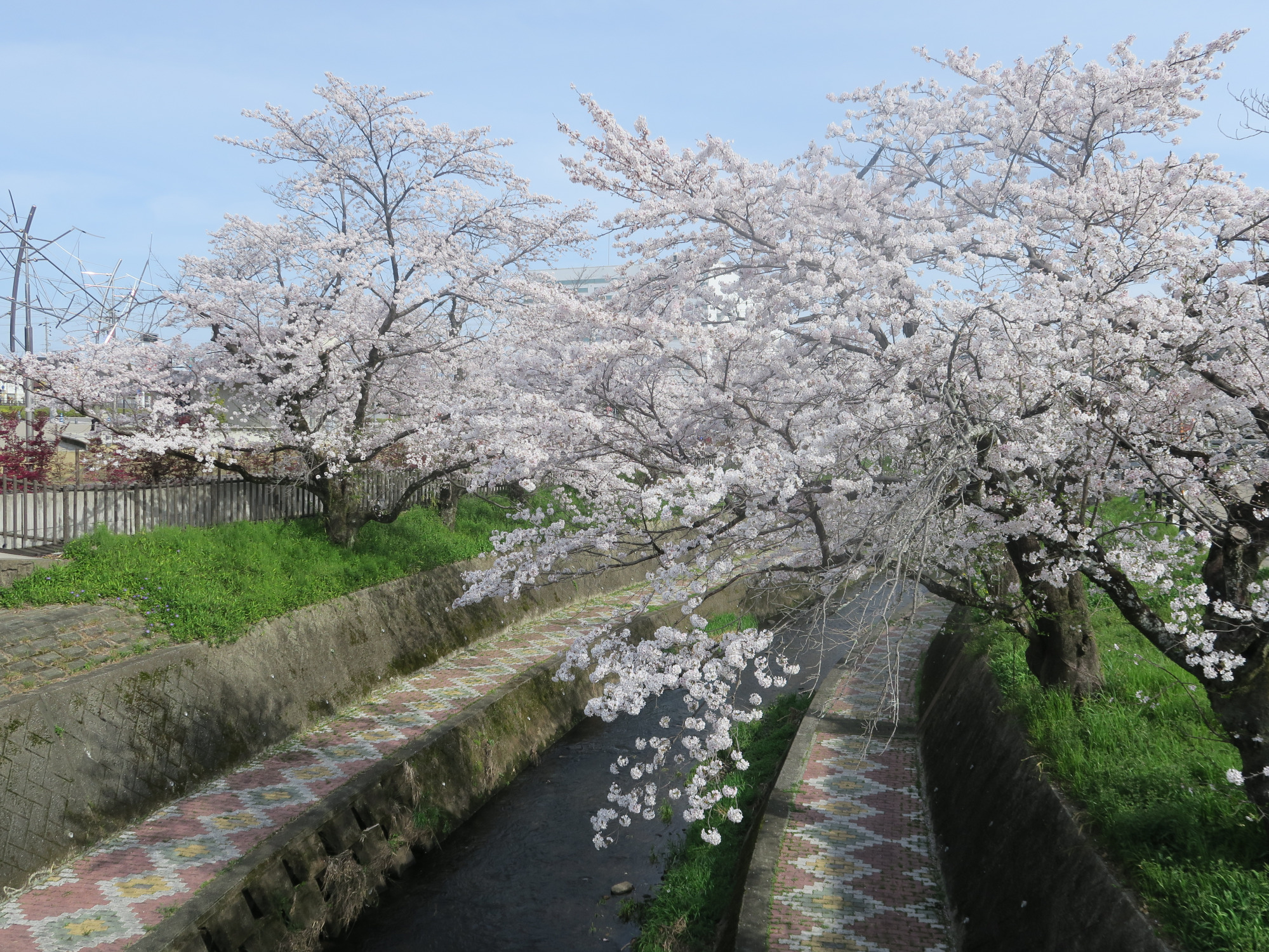 ドリンク片手に芝生でお花見「関川の桜」